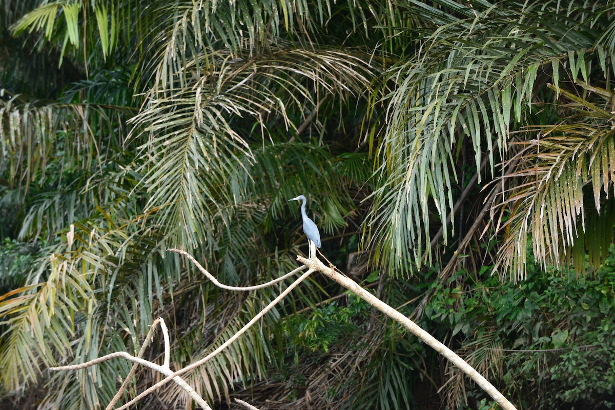 Little Blue Heron - ML608811249