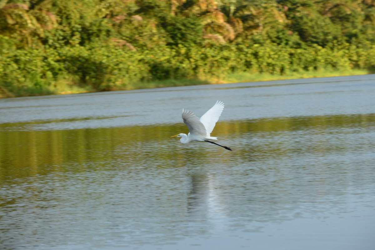 Great Egret - ML608811264