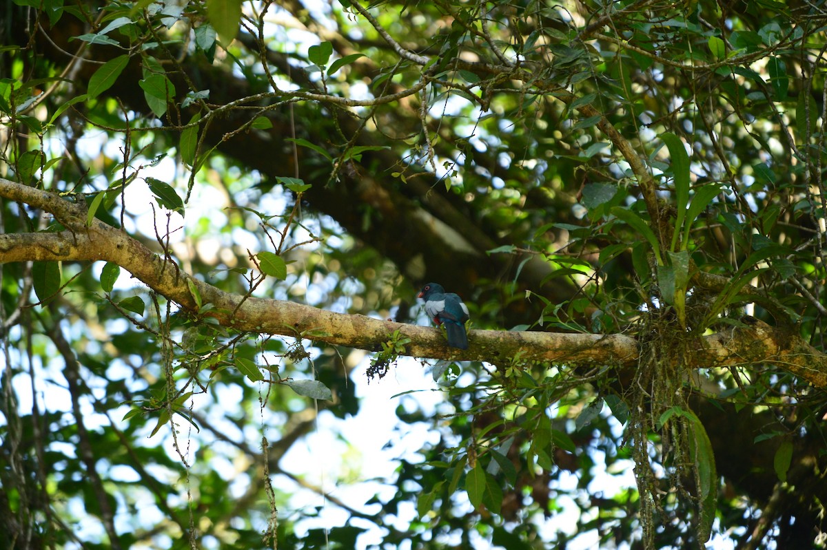 Slaty-tailed Trogon - ML608811283