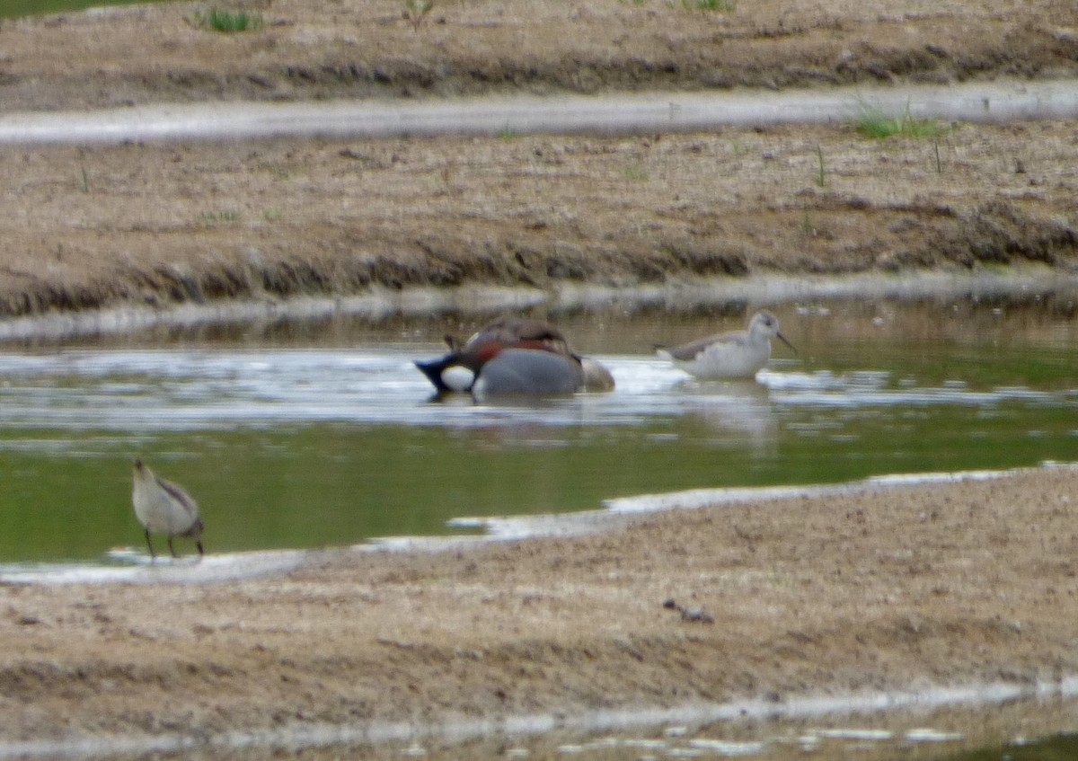 Wilson's Phalarope - ML608811297