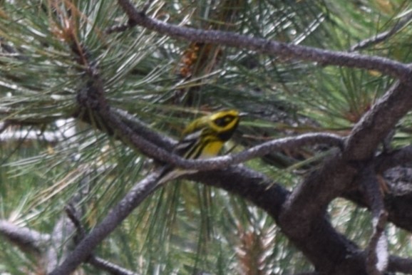 Townsend's Warbler - ML608811303