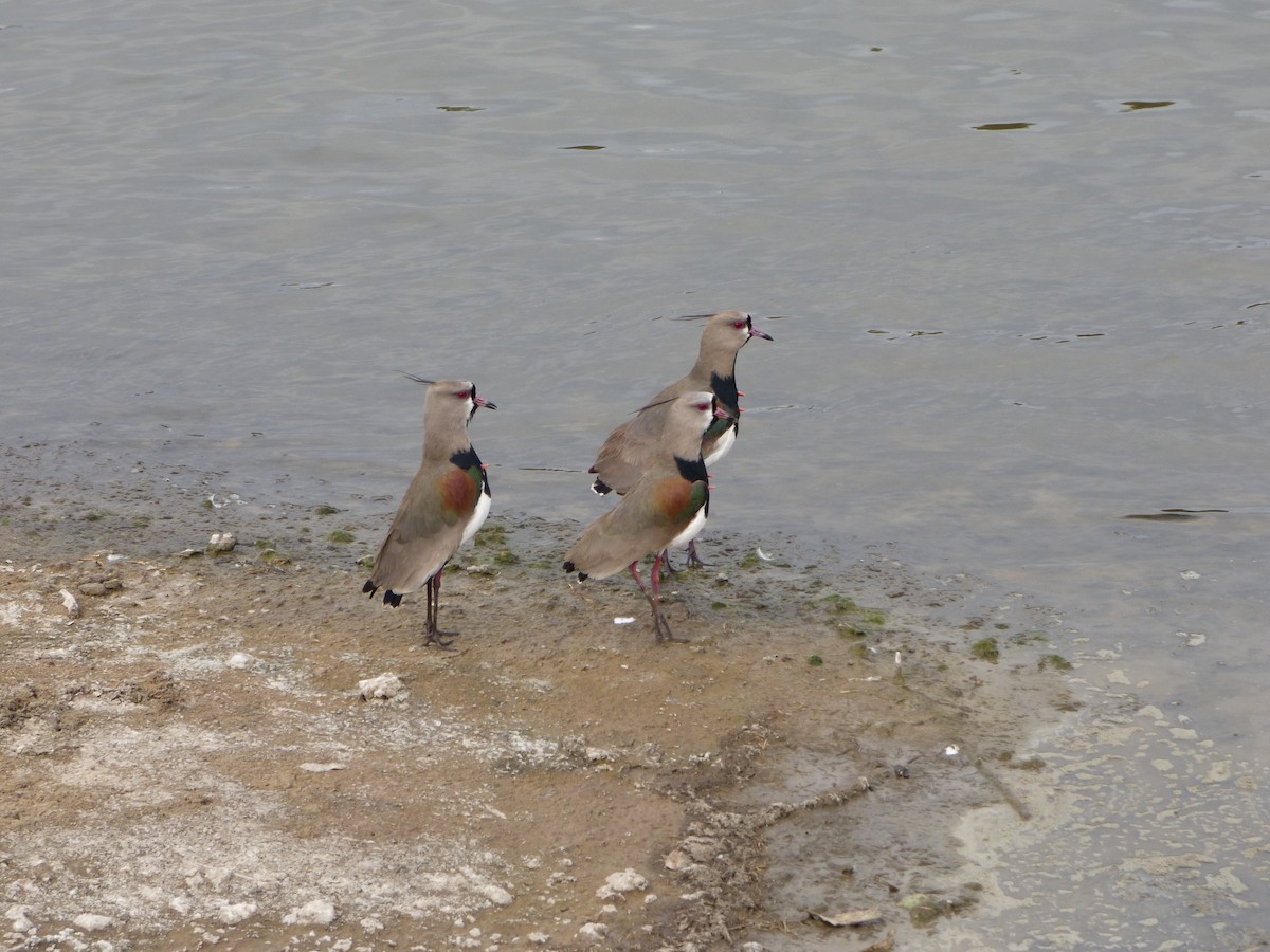 Southern Lapwing - Pablo Hernan Capovilla