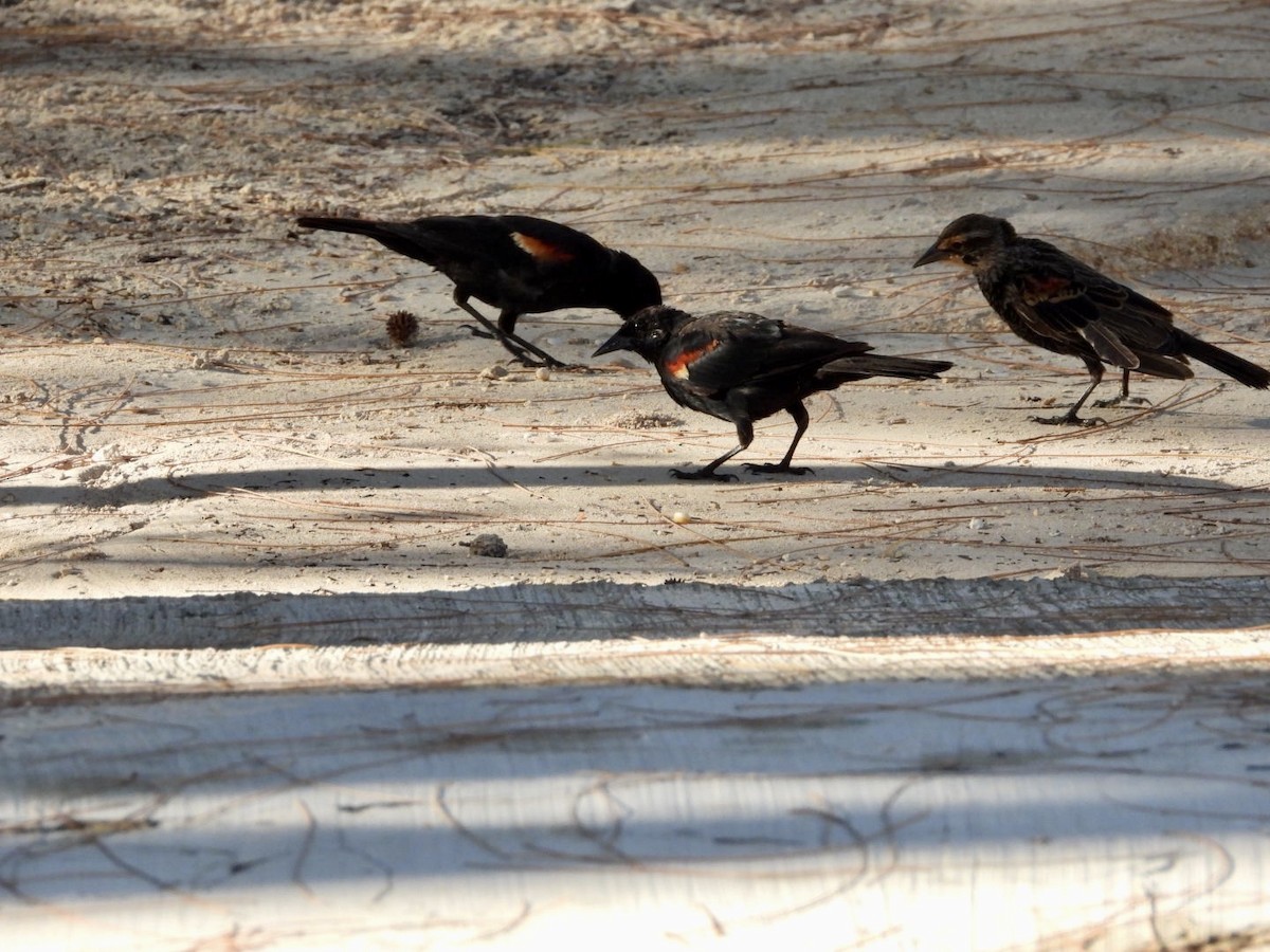 Red-winged Blackbird - ML608811306