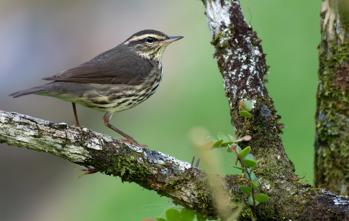 Northern Waterthrush - ML608811321