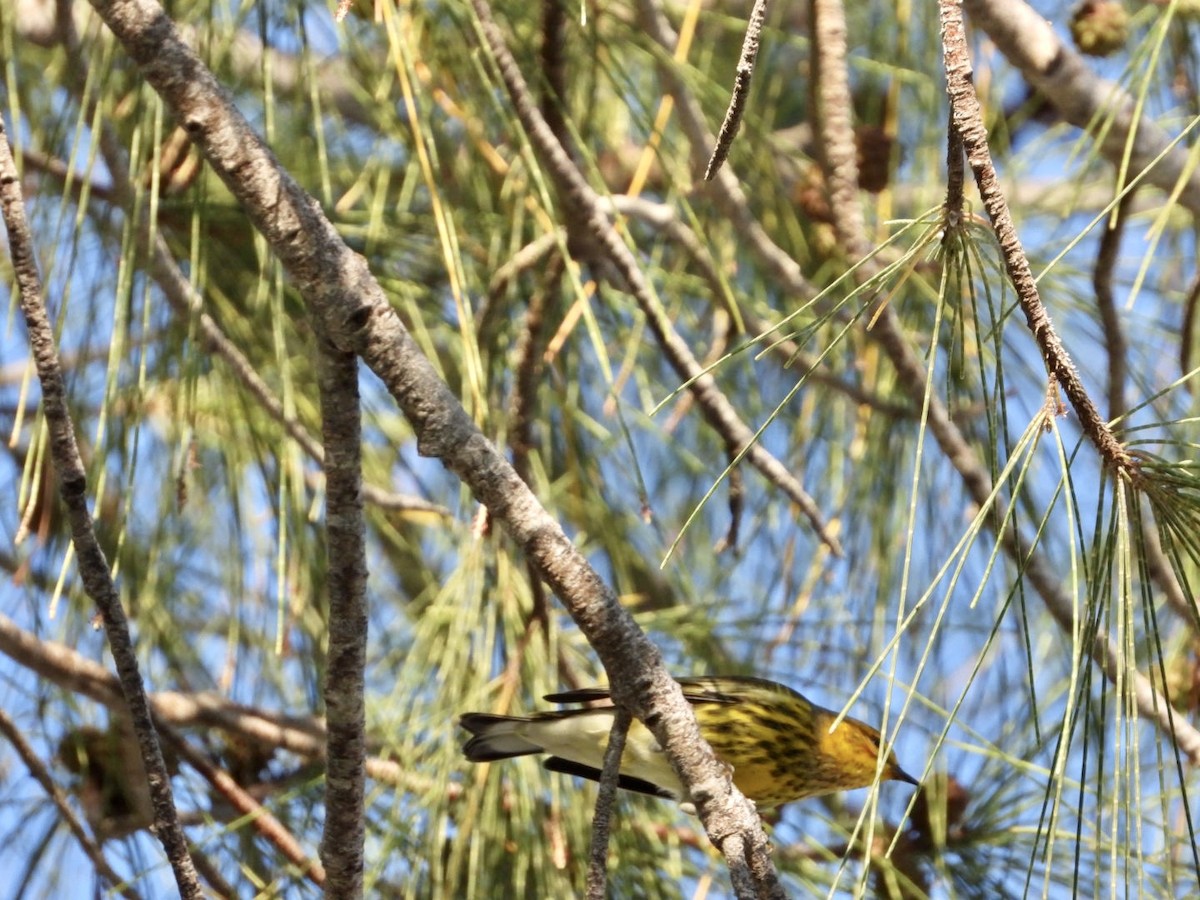 Cape May Warbler - ML608811327