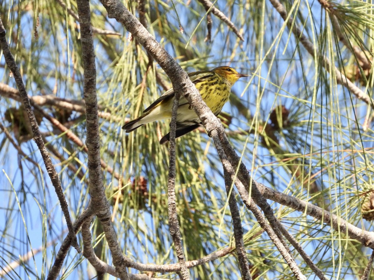 Cape May Warbler - ML608811328