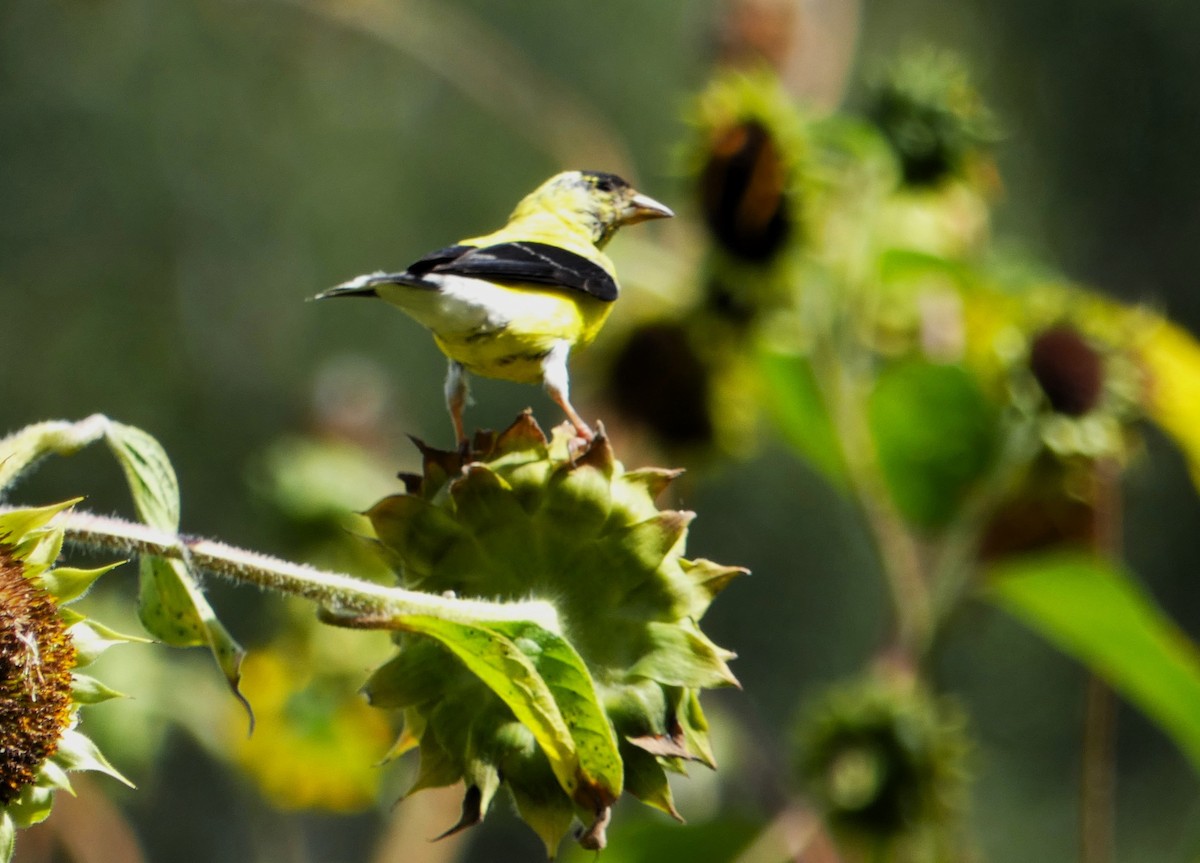 American Goldfinch - ML608811337