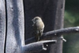 Empidonax sp. - ML608811341