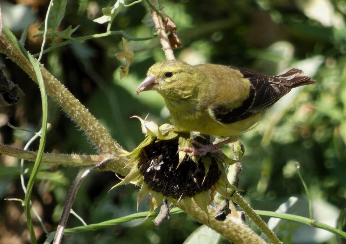 American Goldfinch - ML608811351