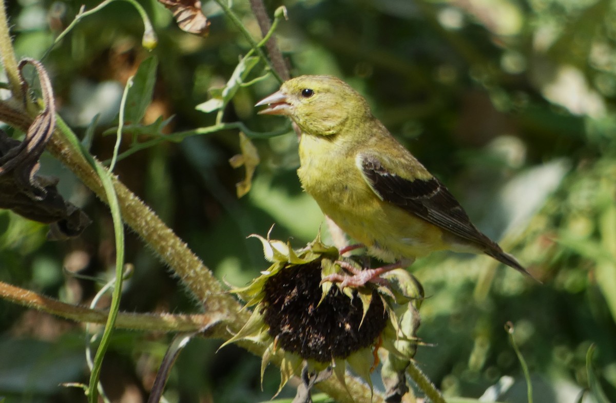 American Goldfinch - ML608811352