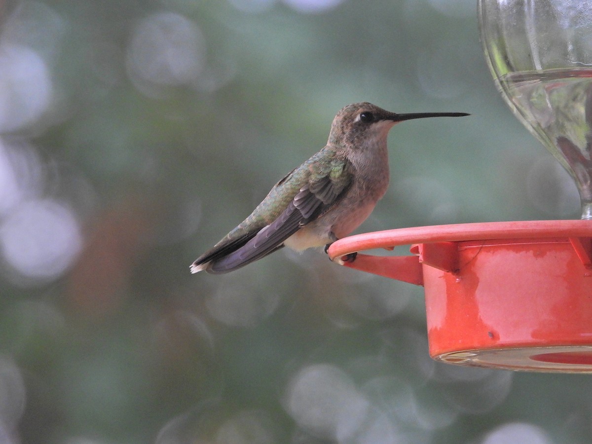 Black-chinned Hummingbird - ML608811422