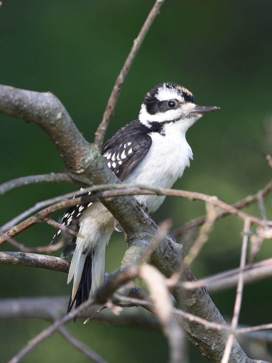 Hairy Woodpecker - Wendy Hill