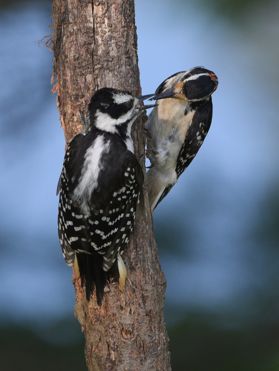 Hairy Woodpecker - ML608811474