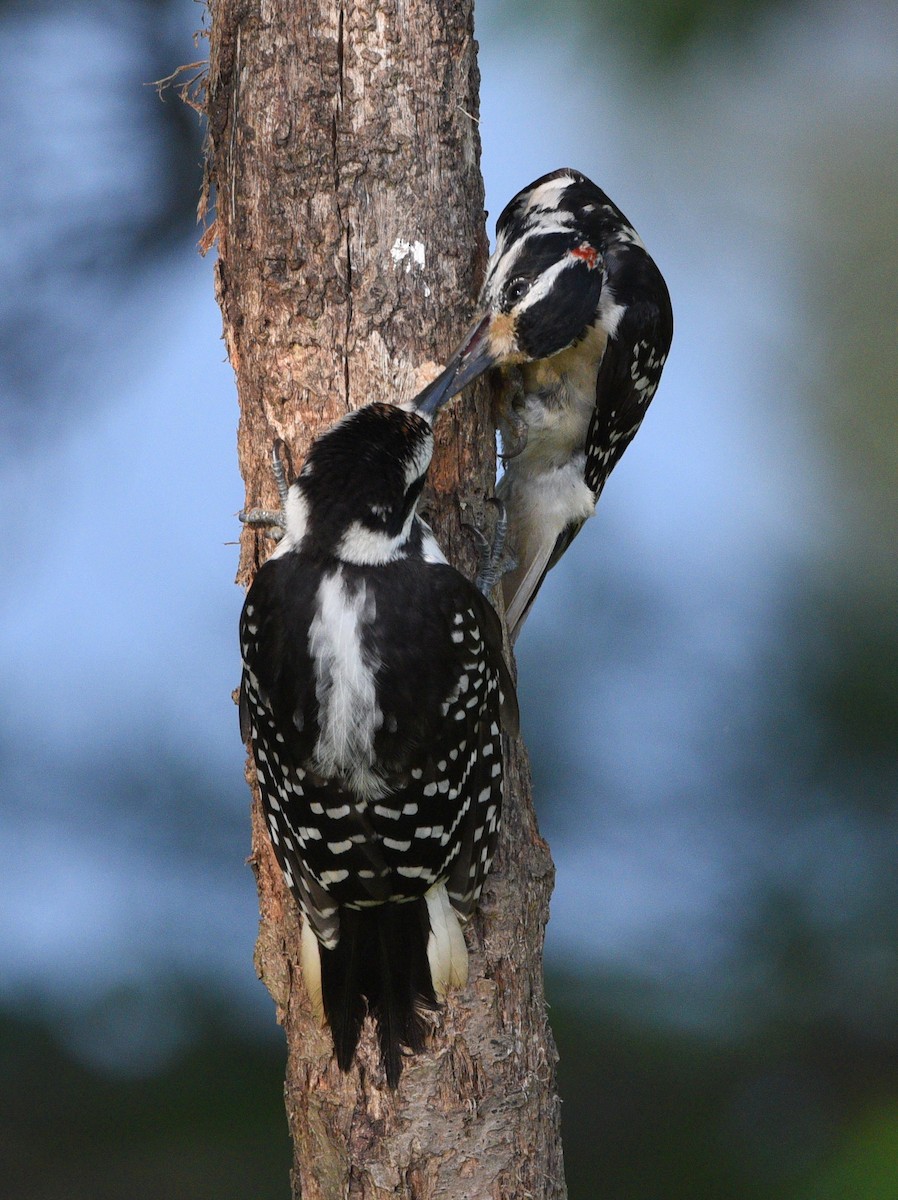 Hairy Woodpecker - ML608811476