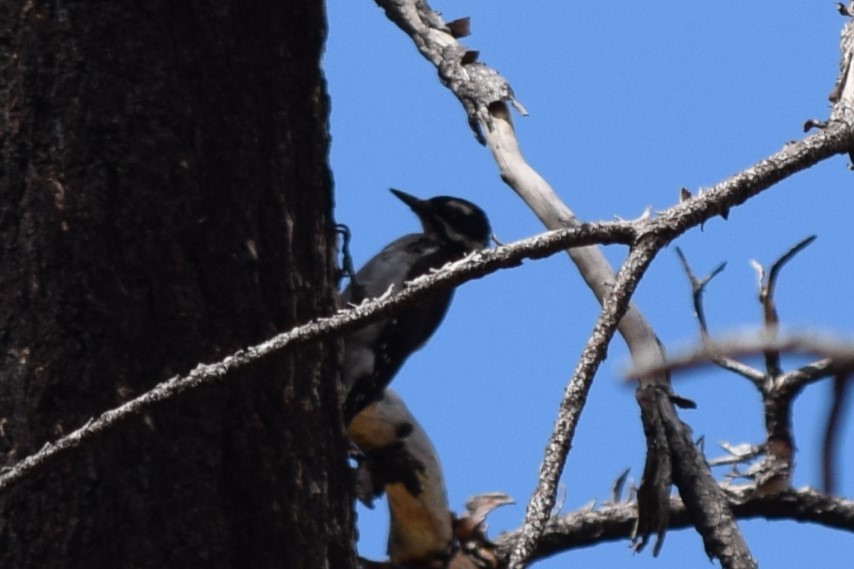 Hairy Woodpecker (Rocky Mts.) - ML608811577