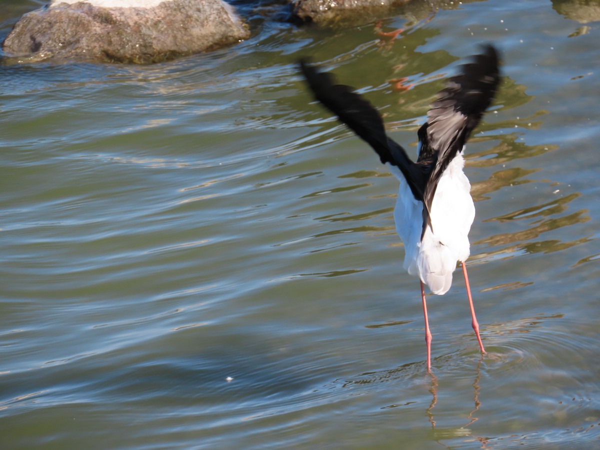 Black-necked Stilt - ML608811713