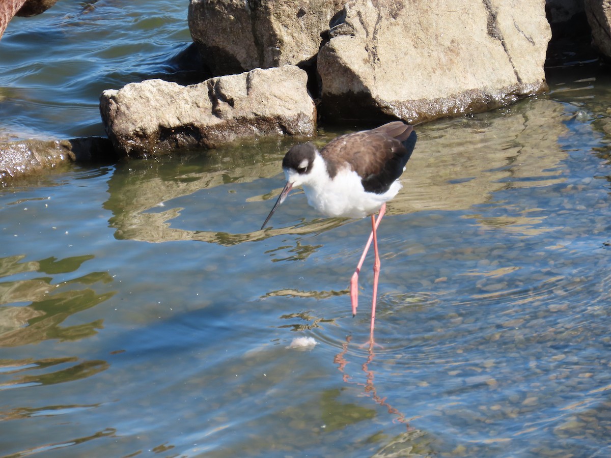 Black-necked Stilt - Elizabeth Ferber