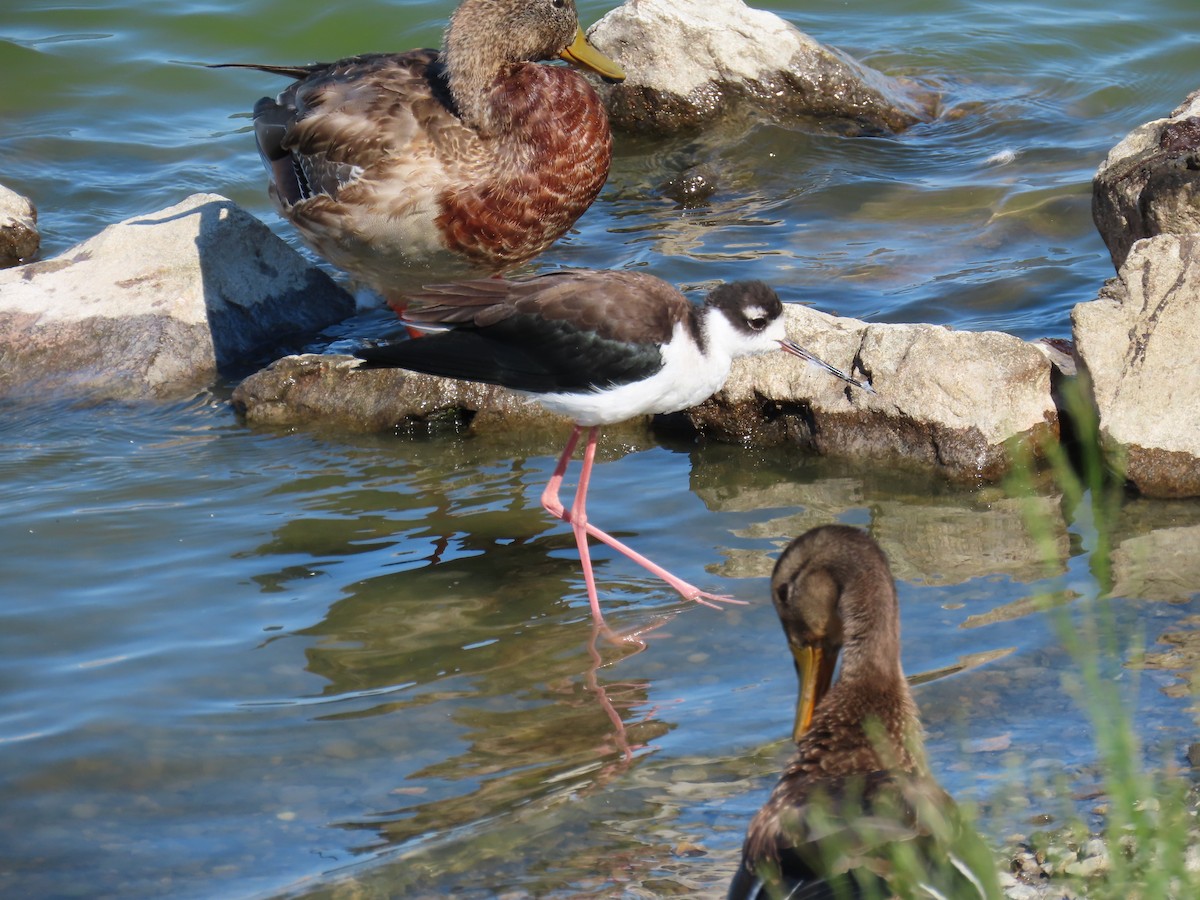 Black-necked Stilt - ML608811716