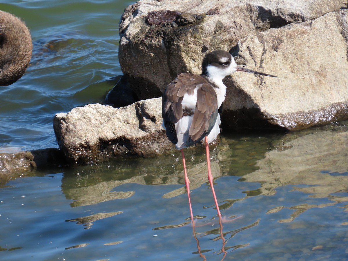 Black-necked Stilt - Elizabeth Ferber