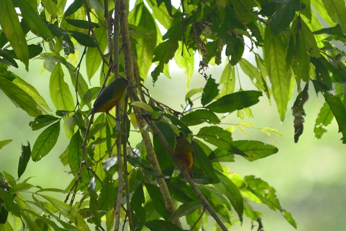 Olive-backed Euphonia - ML608811739