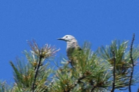 Clark's Nutcracker - ML608811740