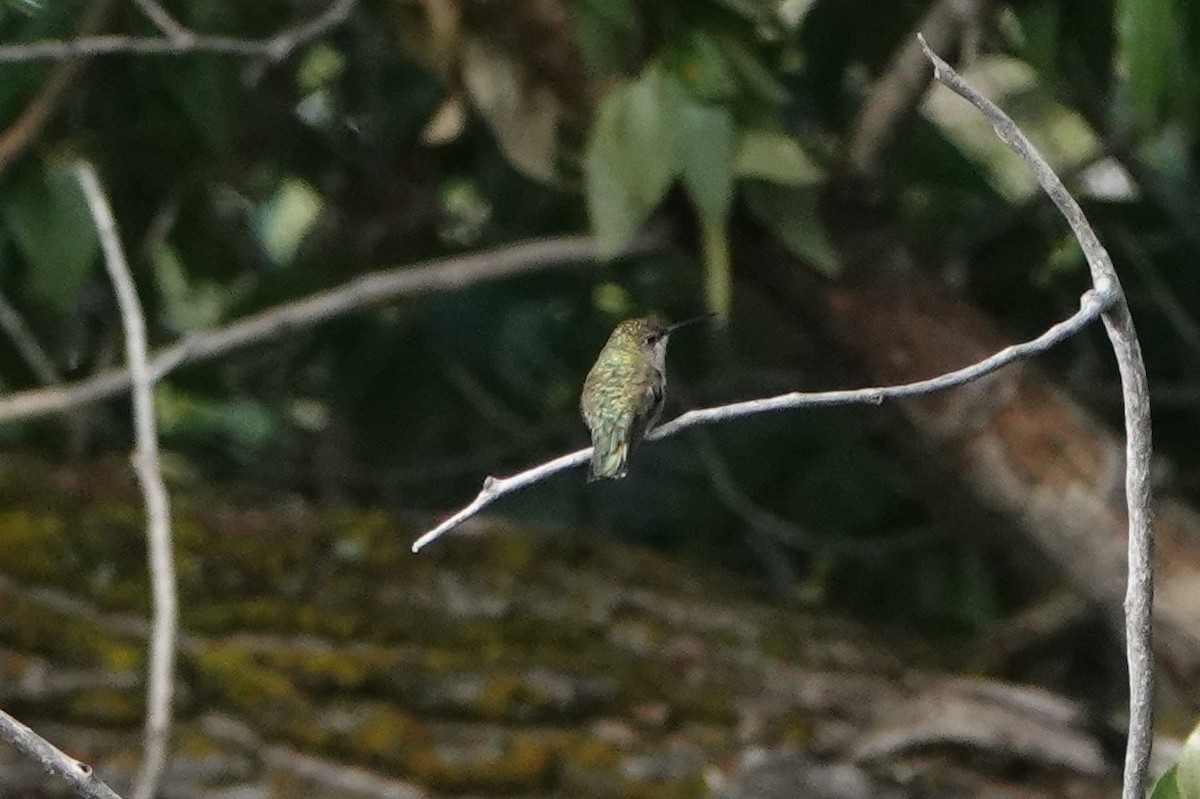 Calliope Hummingbird - ML608811757