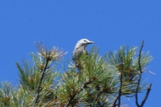 Clark's Nutcracker - ML608811759