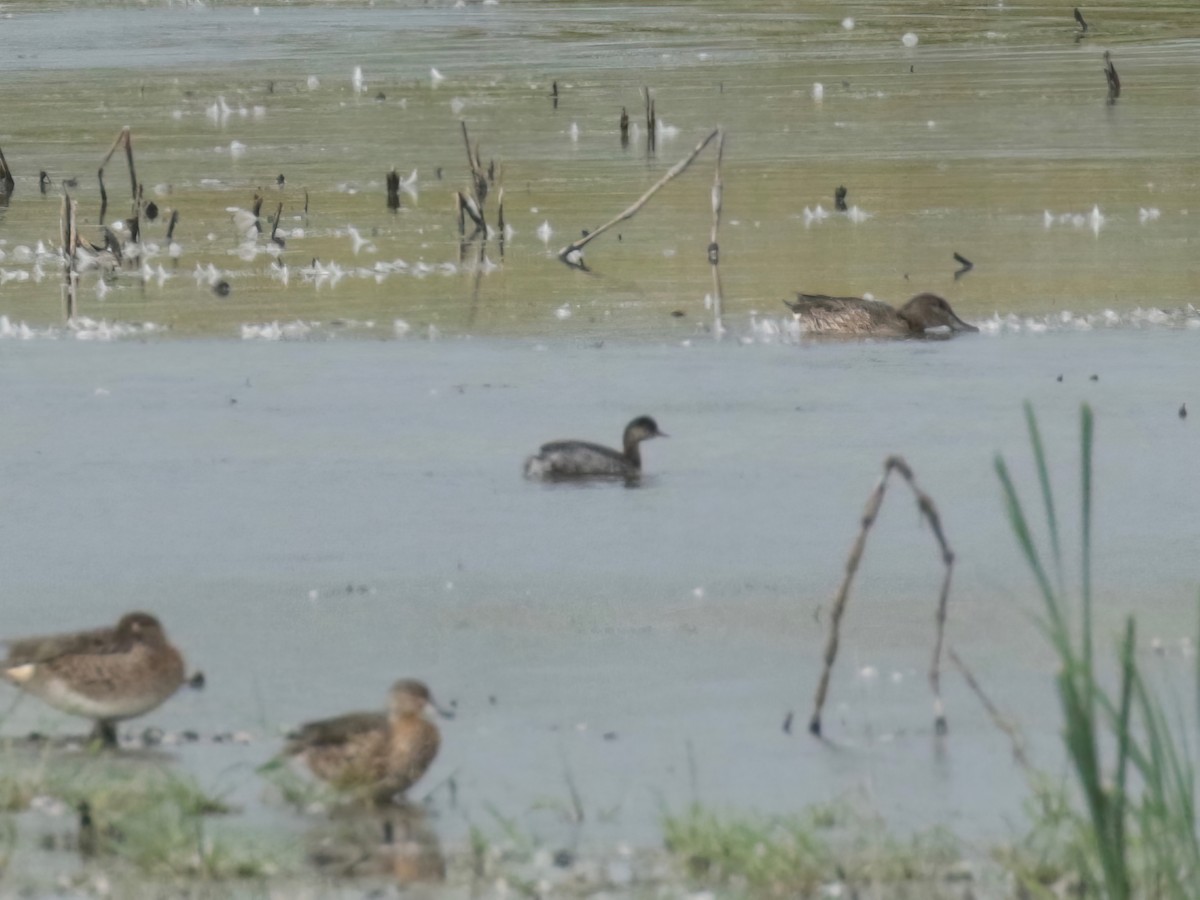 Eared Grebe - ML608811792