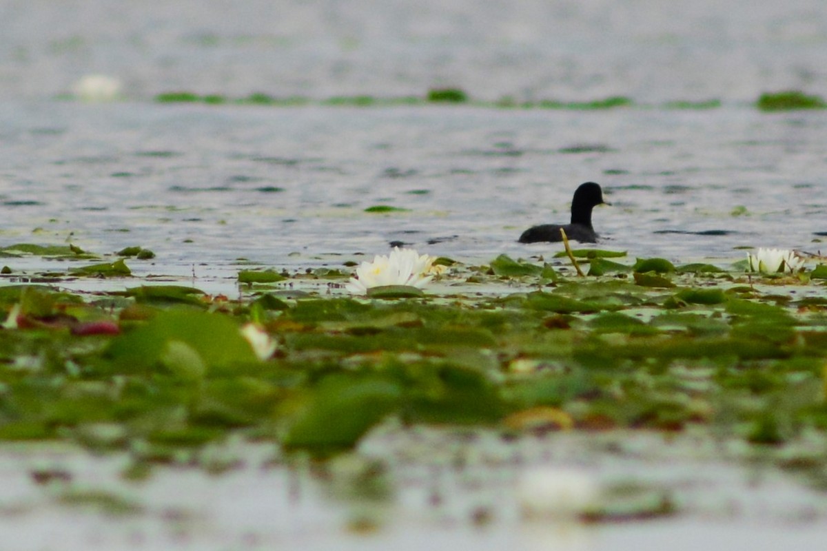 American Coot - ML608811806