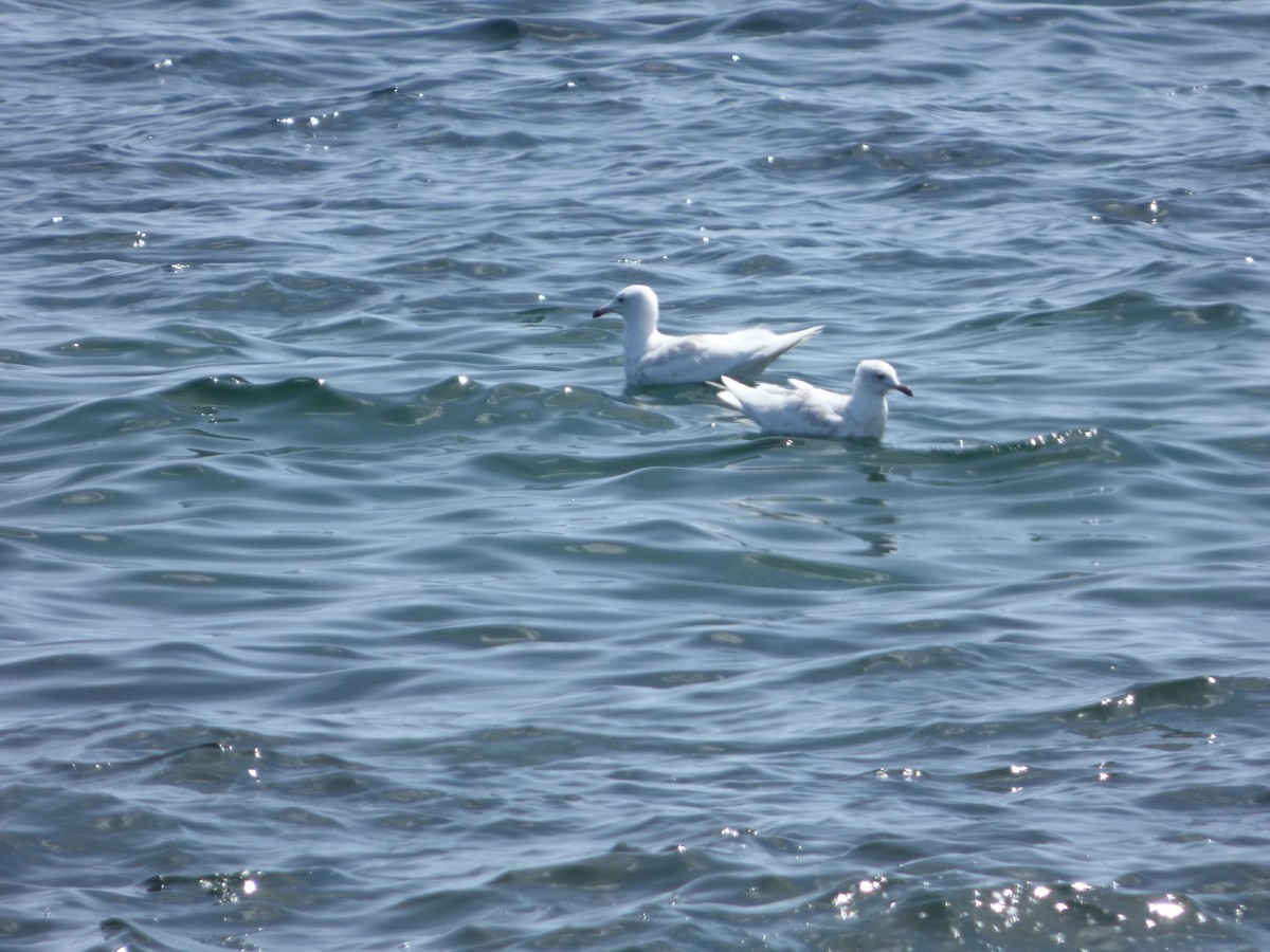 Iceland Gull (kumlieni/glaucoides) - Edward Jenkins