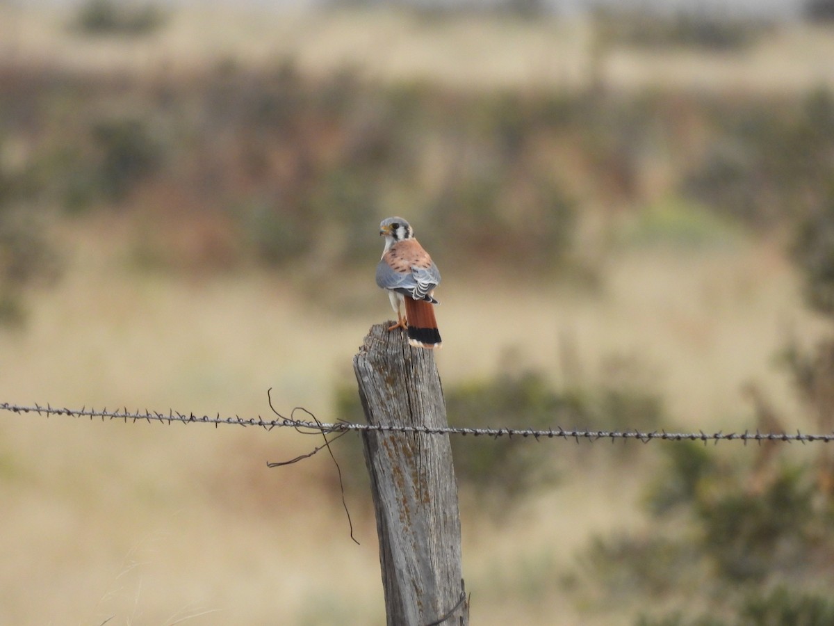 American Kestrel - ML608811956