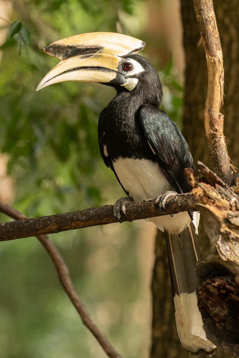 Oriental Pied-Hornbill - ML608811985