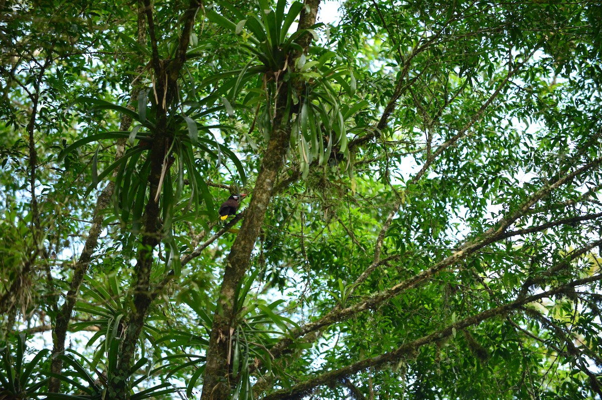 Montezuma Oropendola - ML608812016