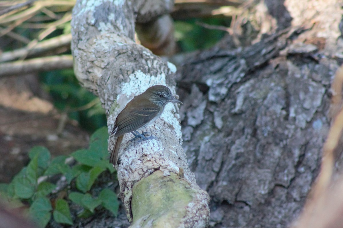 Bright-rumped Attila (Northern) - ML608812043