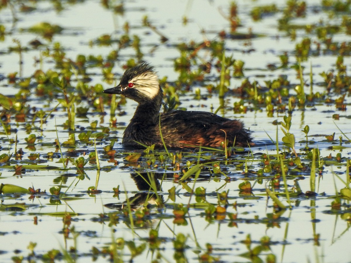 White-tufted Grebe - ML608812073