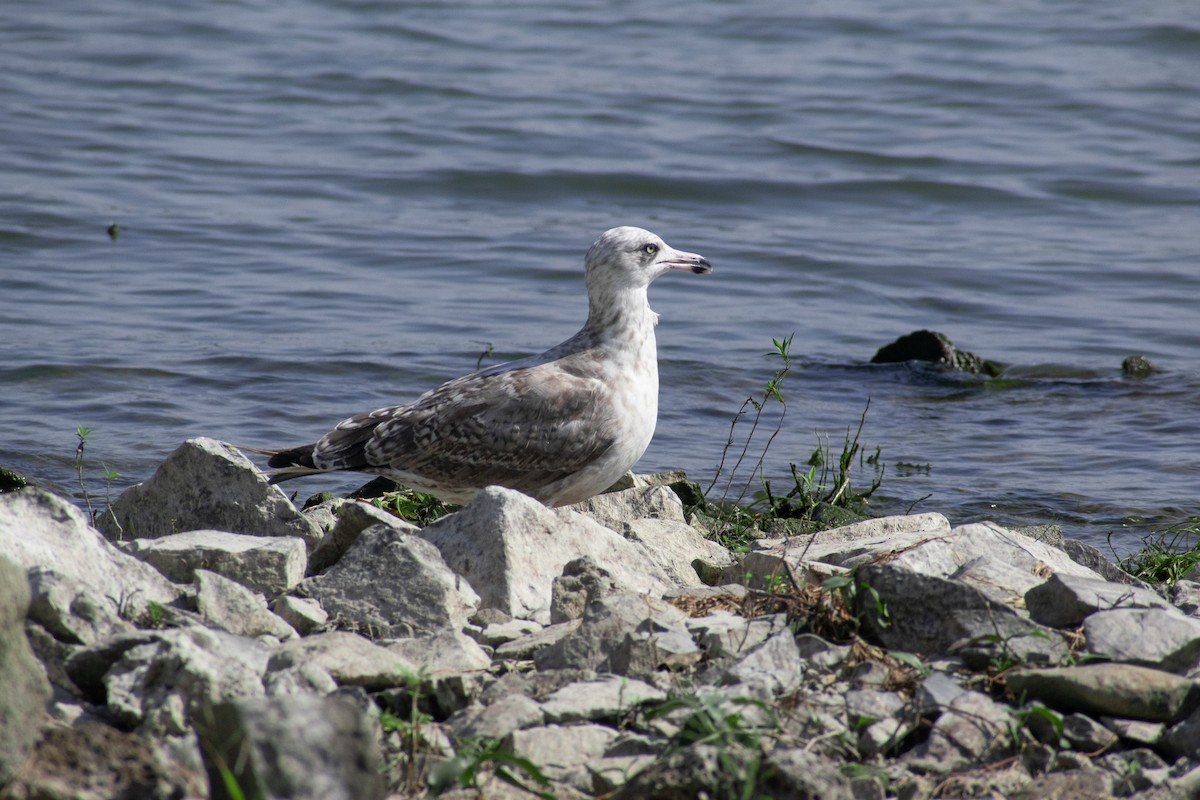 American Herring Gull - ML608812106
