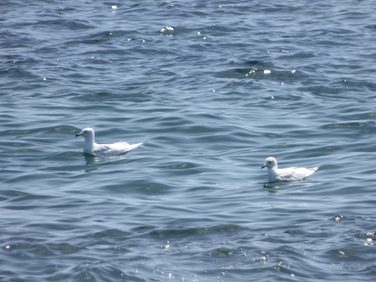 Iceland Gull (kumlieni/glaucoides) - ML60881211