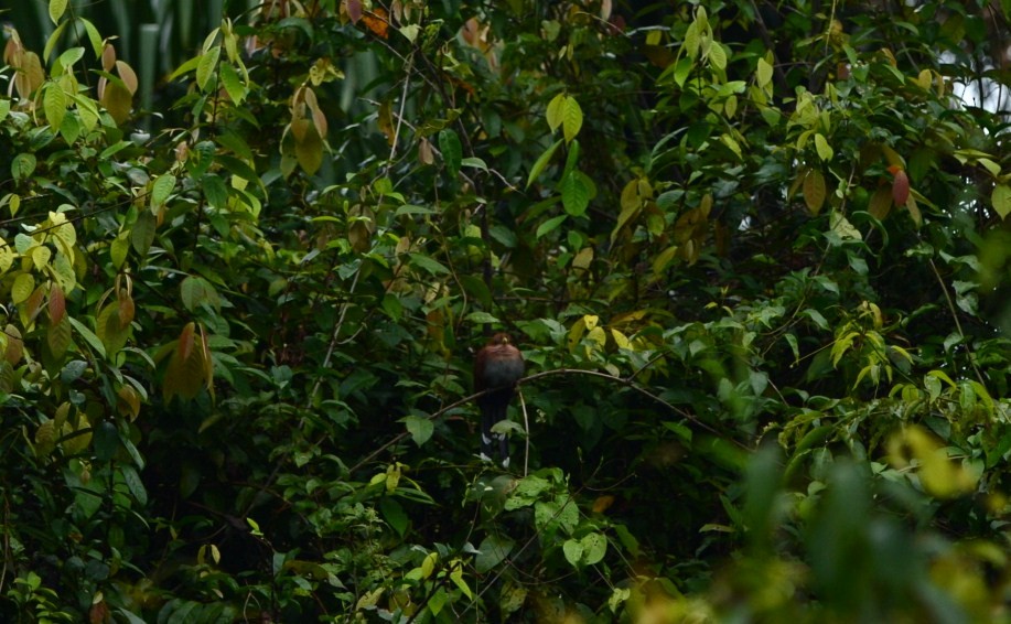 Squirrel Cuckoo - ML608812119