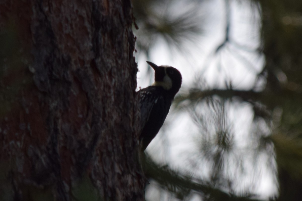 Acorn Woodpecker (Acorn) - ML608812122