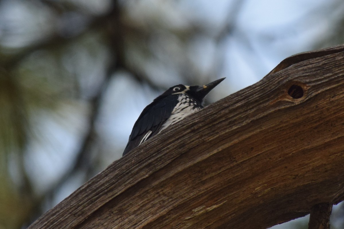 Acorn Woodpecker (Acorn) - ML608812157