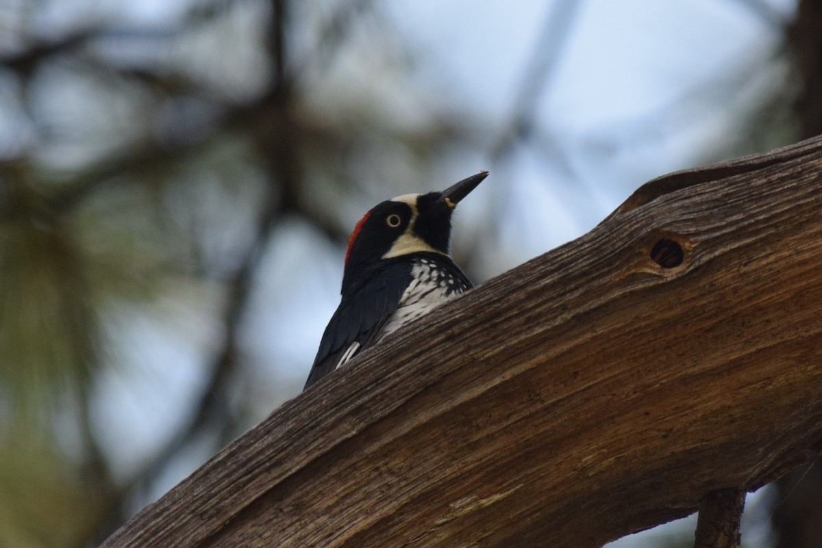 Acorn Woodpecker (Acorn) - ML608812160