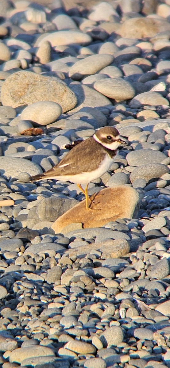 Semipalmated Plover - ML608812161
