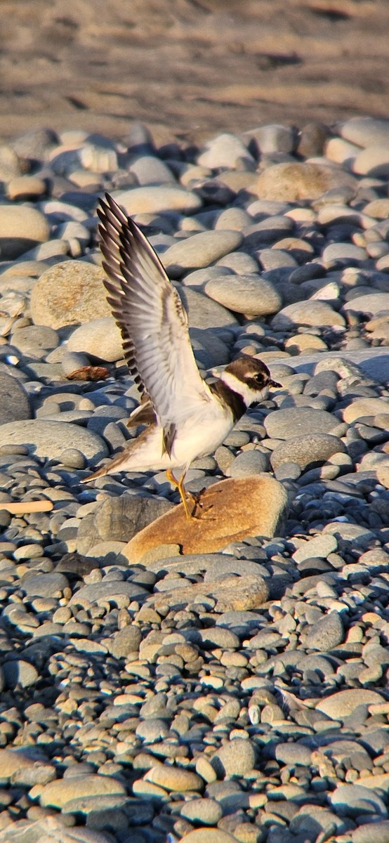 Semipalmated Plover - ML608812162