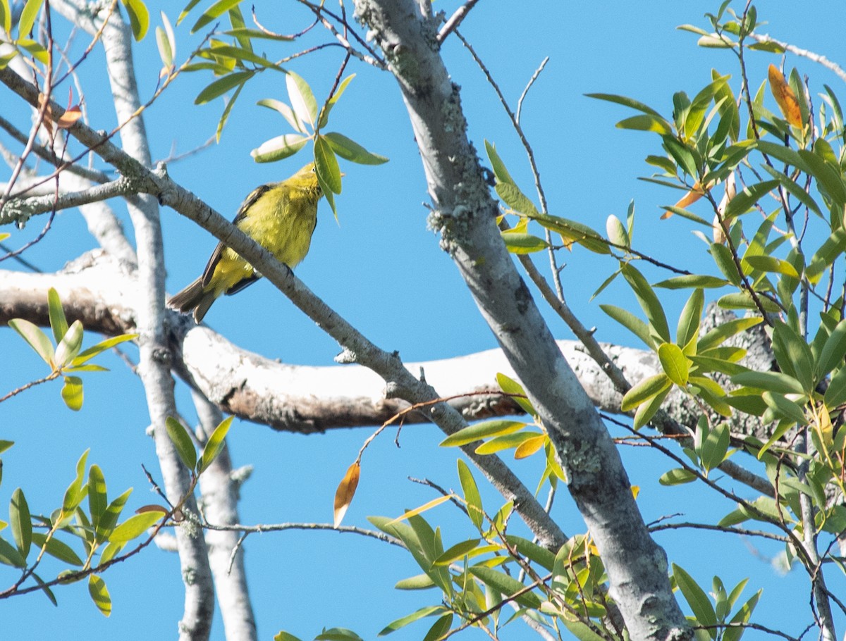 Western Tanager - ML608812193