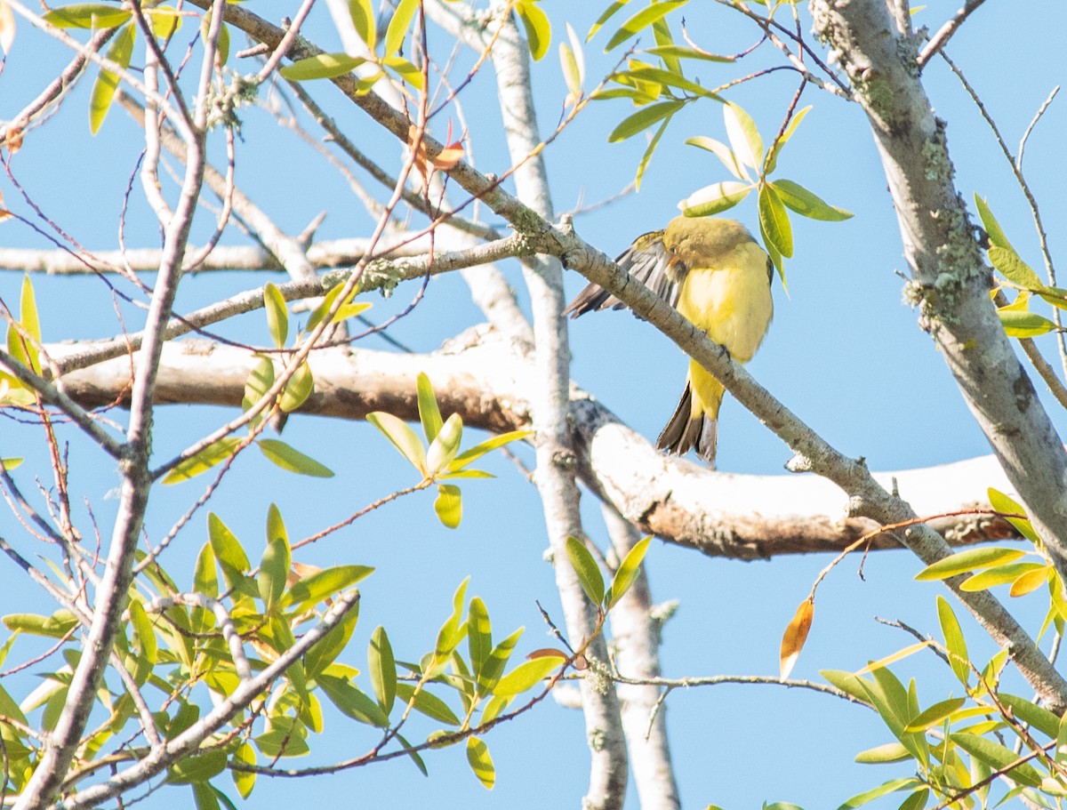 Western Tanager - ML608812194