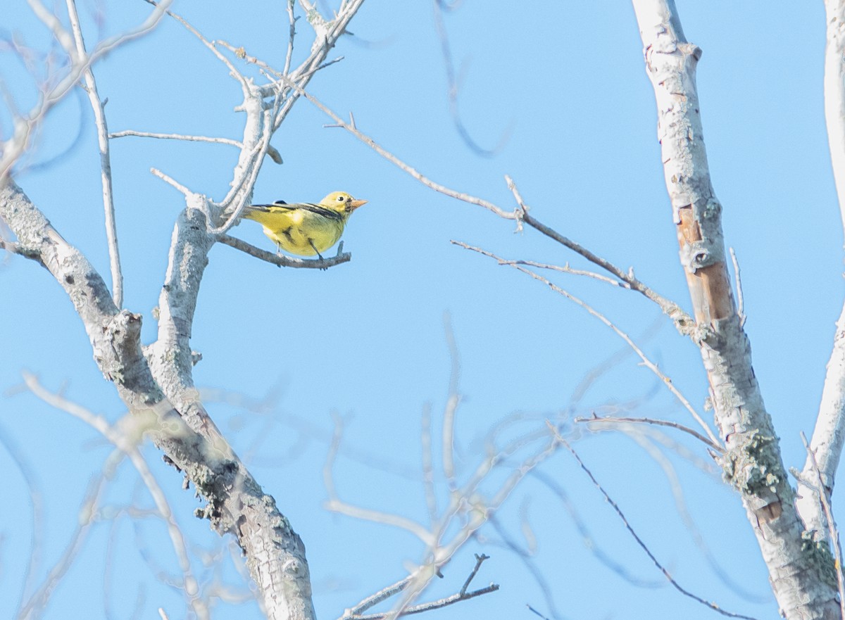 Western Tanager - ML608812195