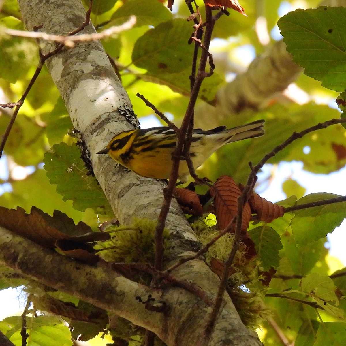 Townsend's Warbler - ML608812218