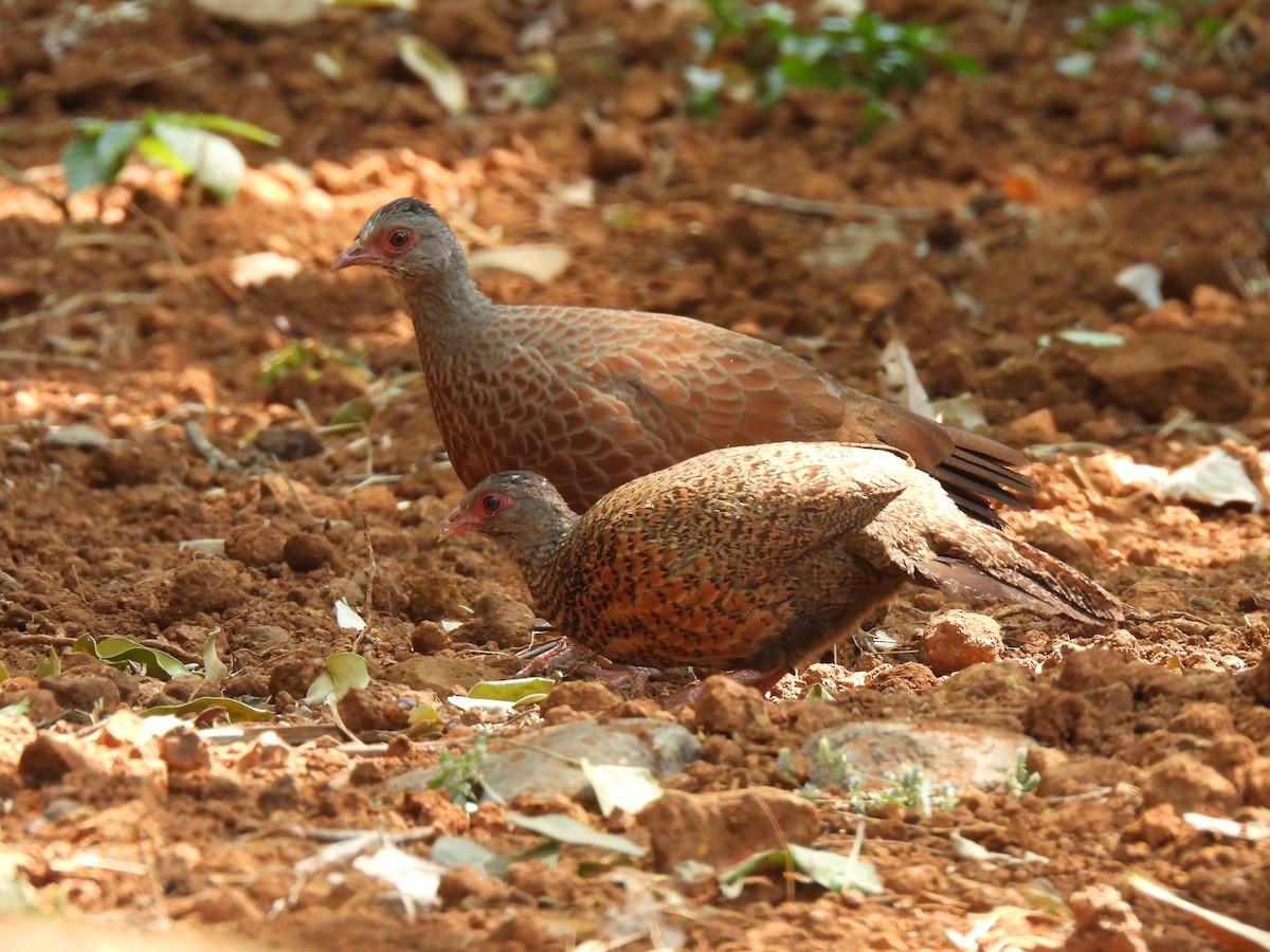 Red Spurfowl - ML608812229