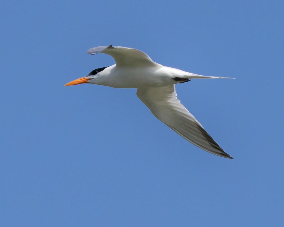 Royal Tern - ML608812324