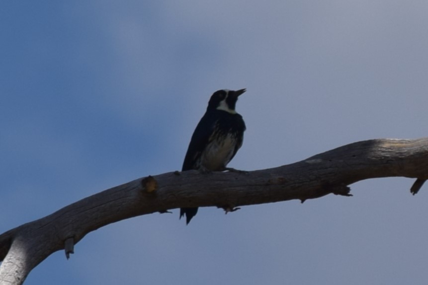 Acorn Woodpecker (Acorn) - ML608812356